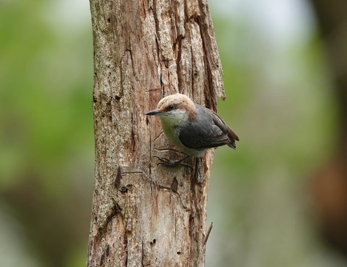 Brown-headed Nuthatch - ML456222351