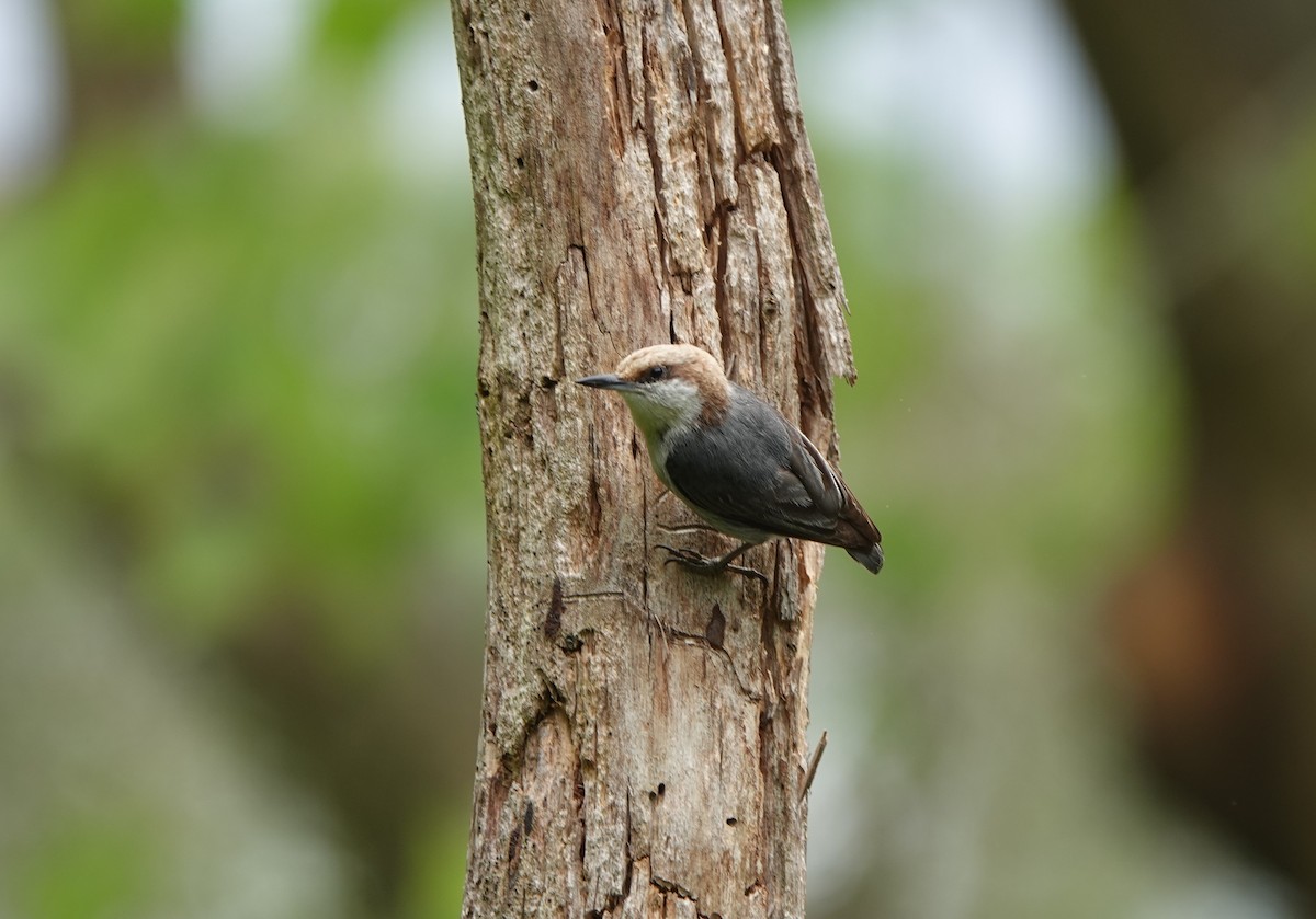 Brown-headed Nuthatch - ML456222361