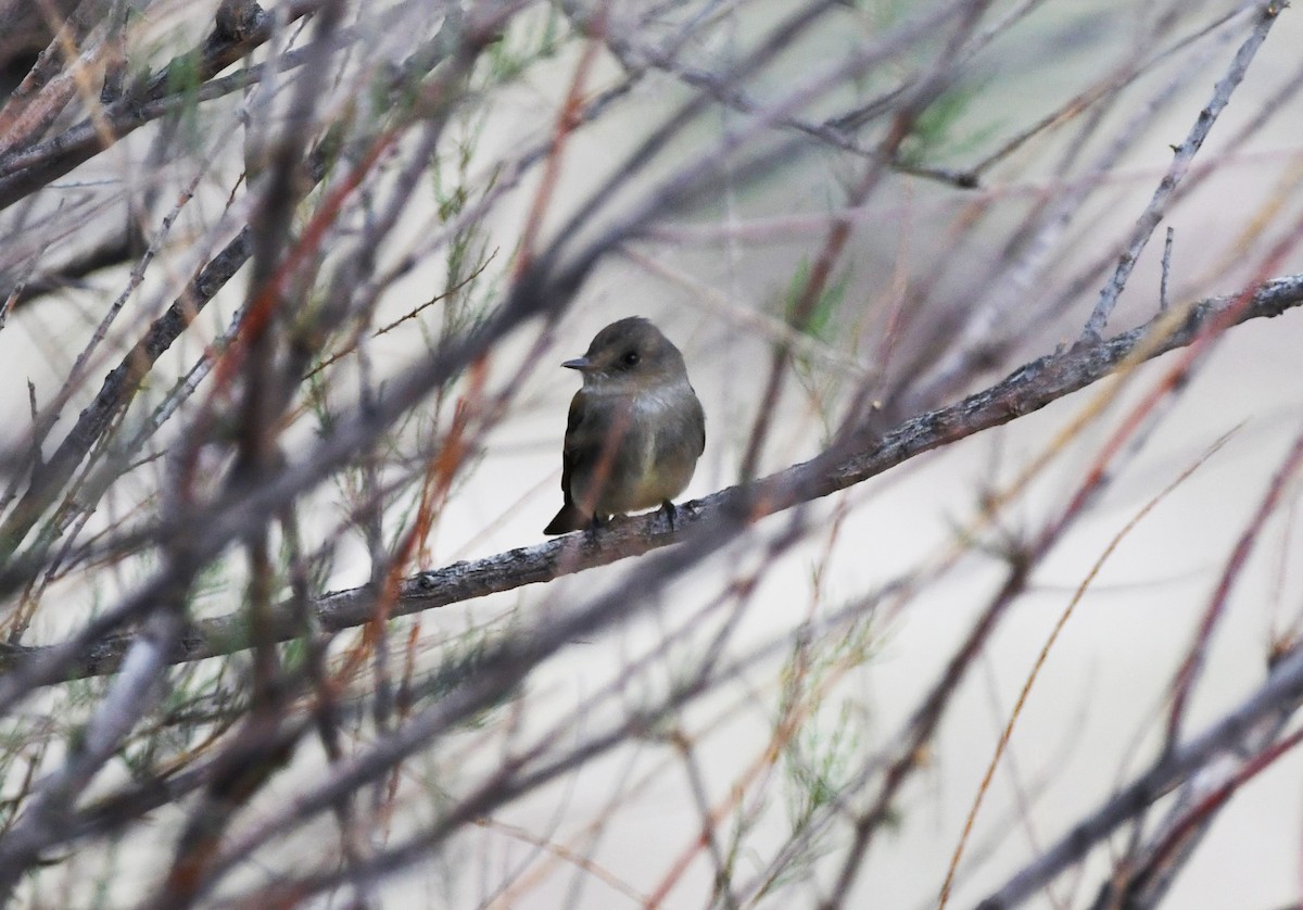 Western Wood-Pewee - ML456222681