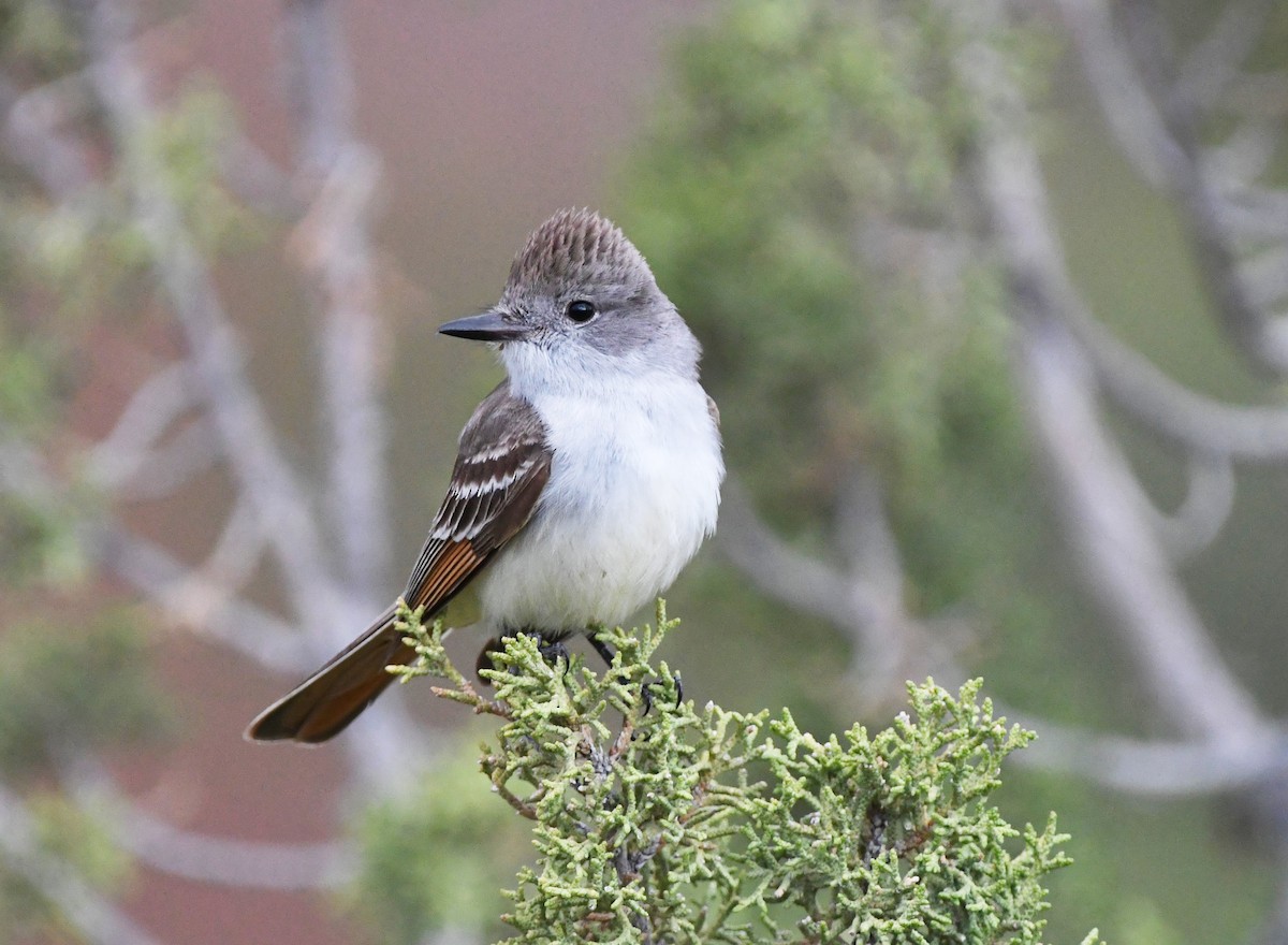 Ash-throated Flycatcher - ML456222911