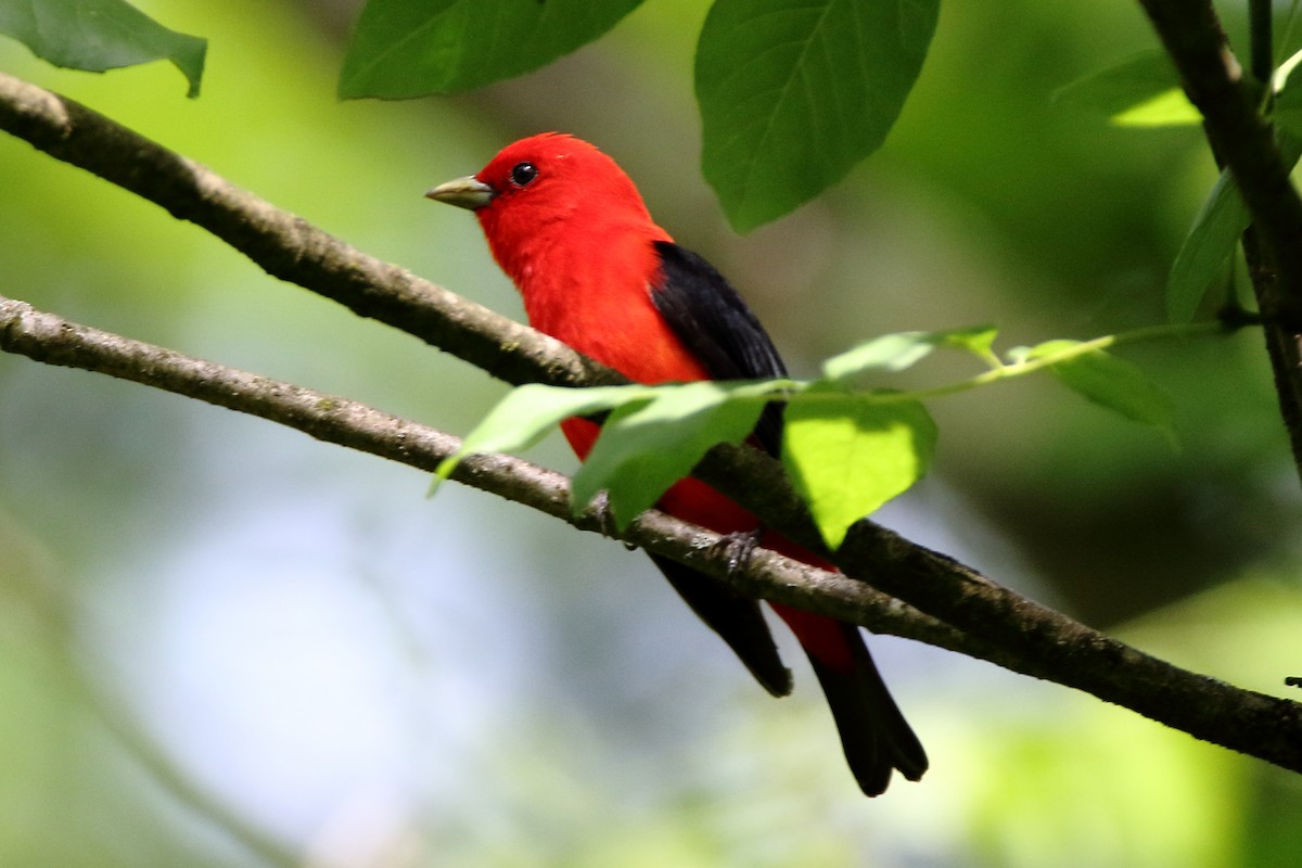 Scarlet Tanager - ML456222921