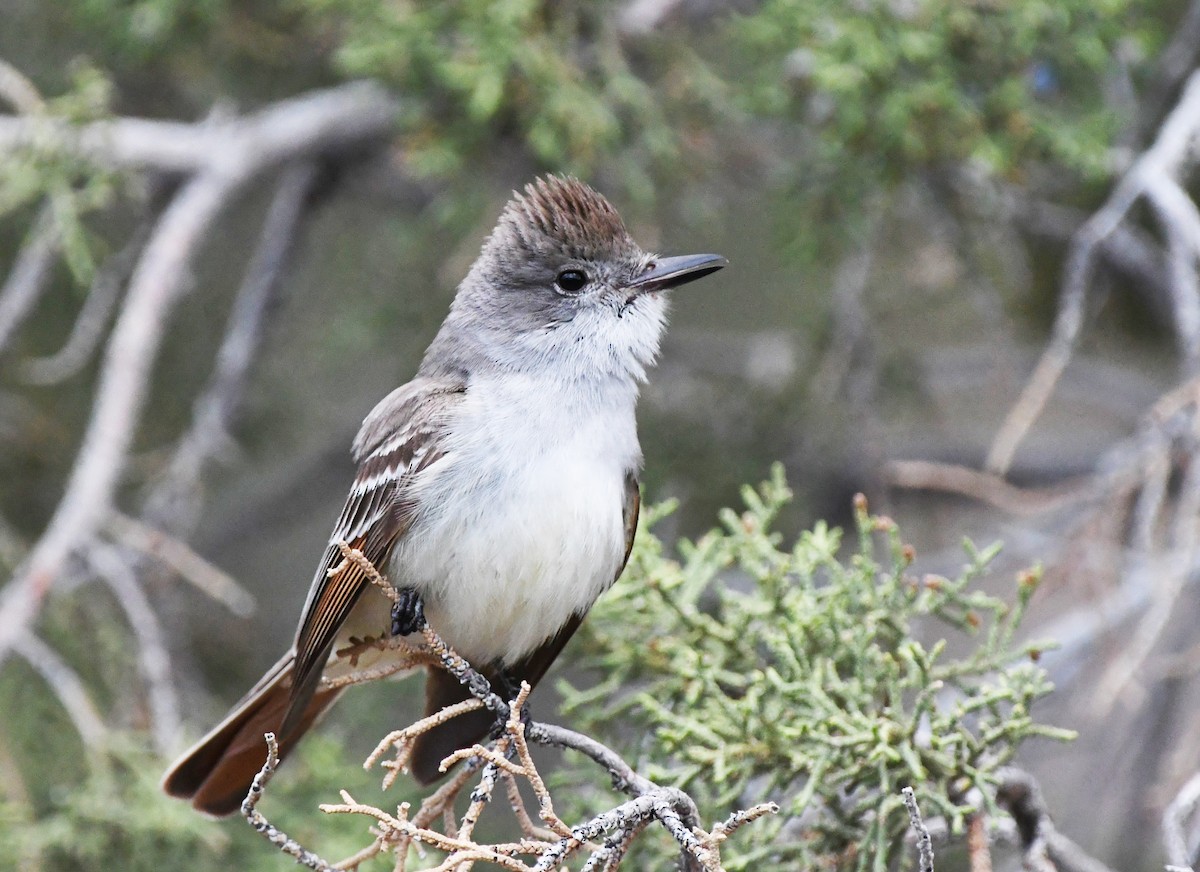 Ash-throated Flycatcher - ML456222961