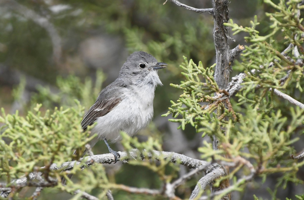 Gray Vireo - ML456222981