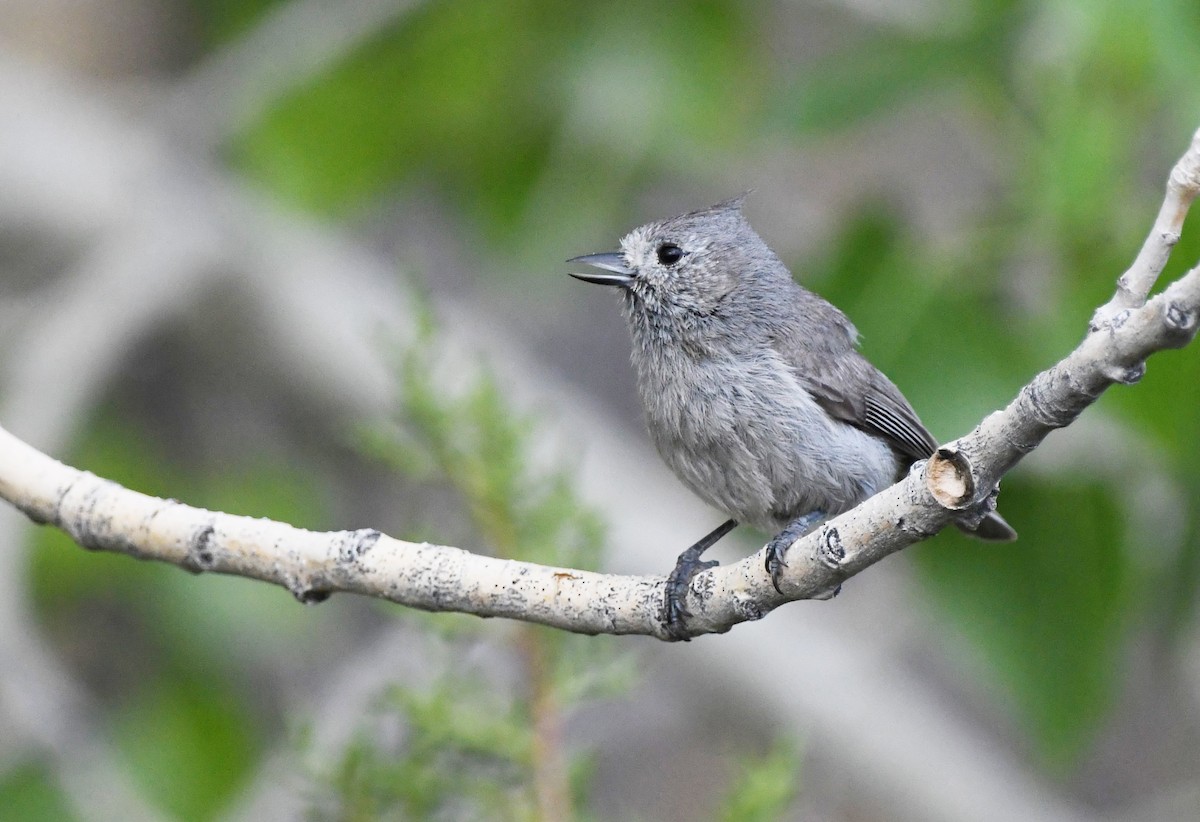 Mésange des genévriers - ML456223071