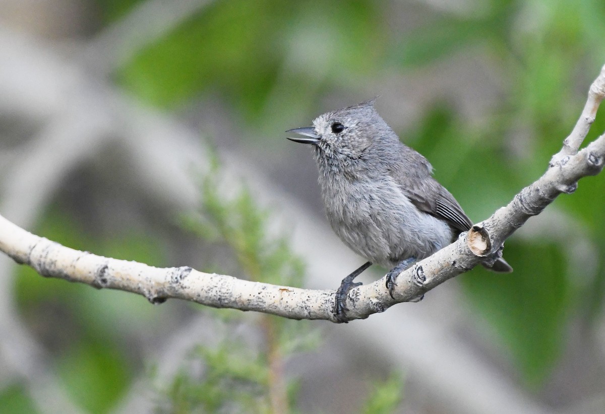 Juniper Titmouse - ML456223071