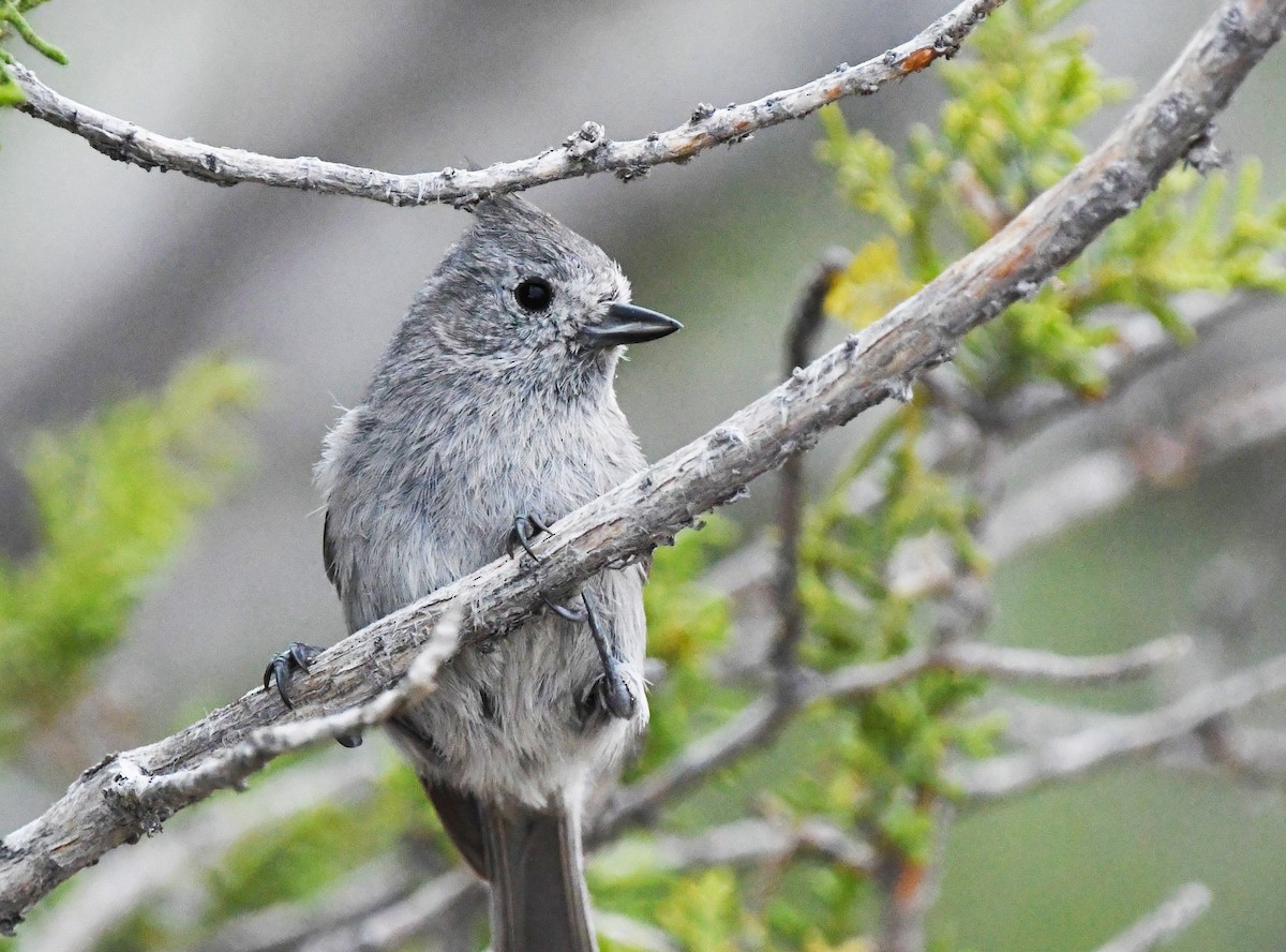 Juniper Titmouse - ML456223101