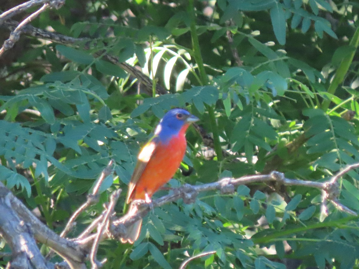 Painted Bunting - ML456223111