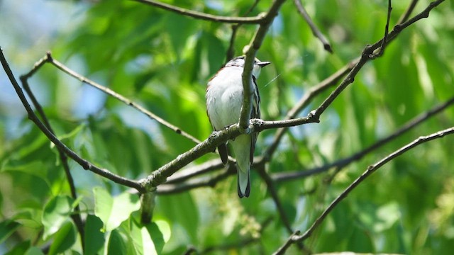 Gelbscheitel-Waldsänger - ML456223211