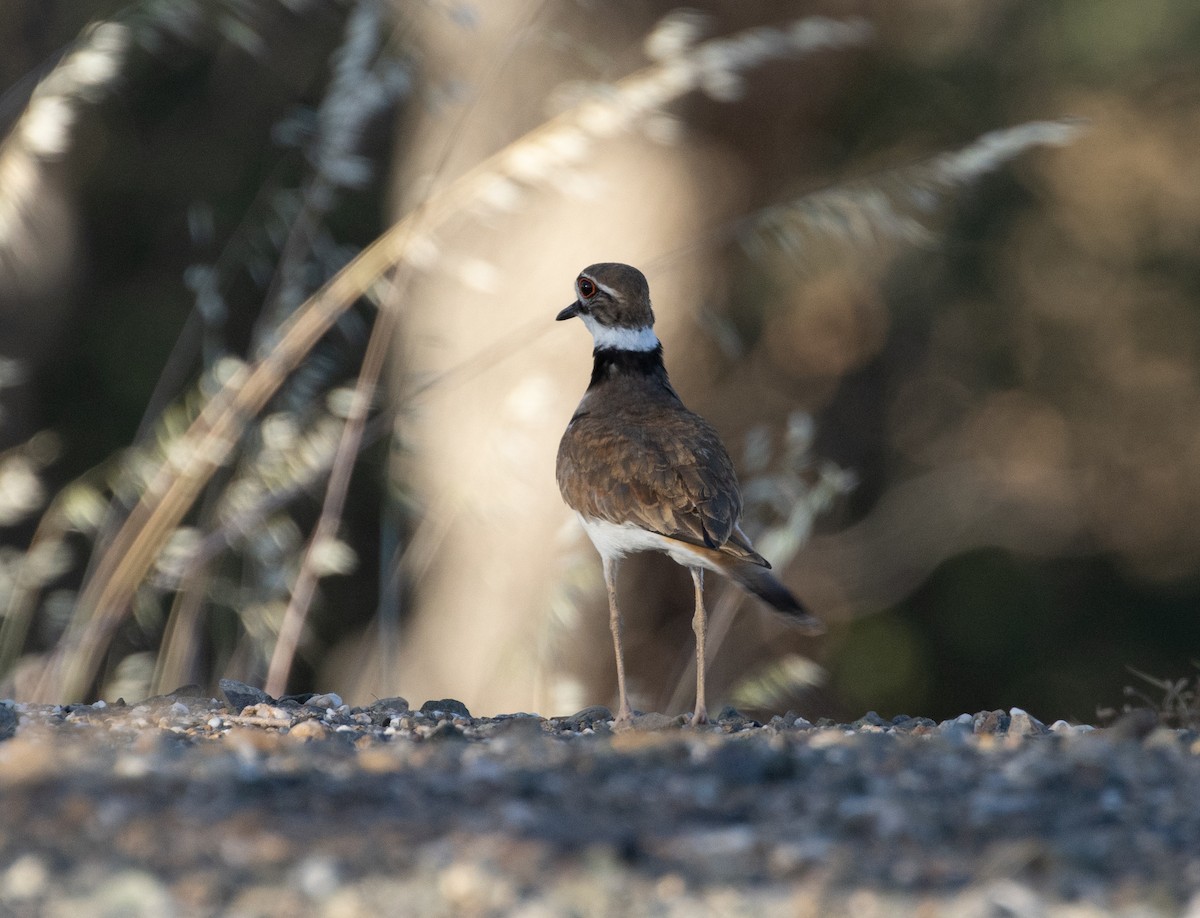 Killdeer - Lindy Fung