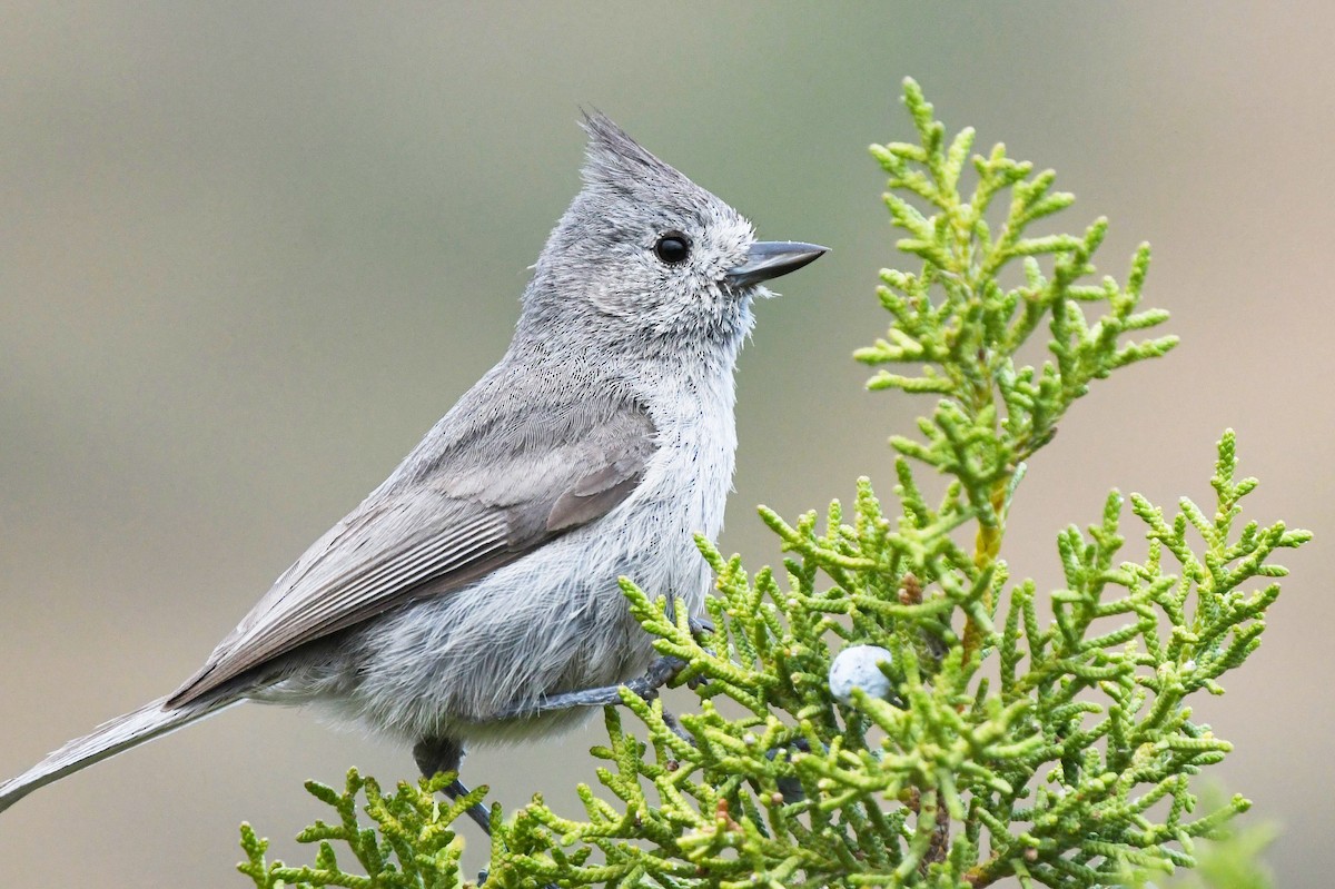 Mésange des genévriers - ML456223361