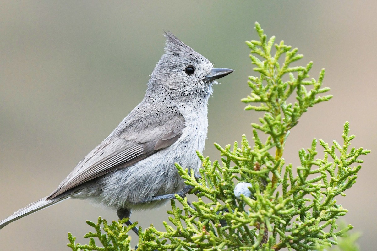 Juniper Titmouse - ML456223361