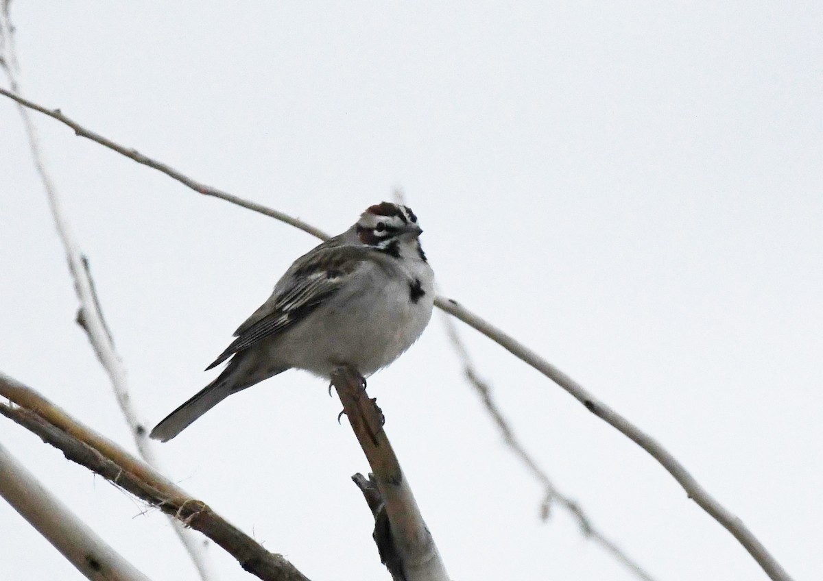 Bruant à joues marron - ML456223391