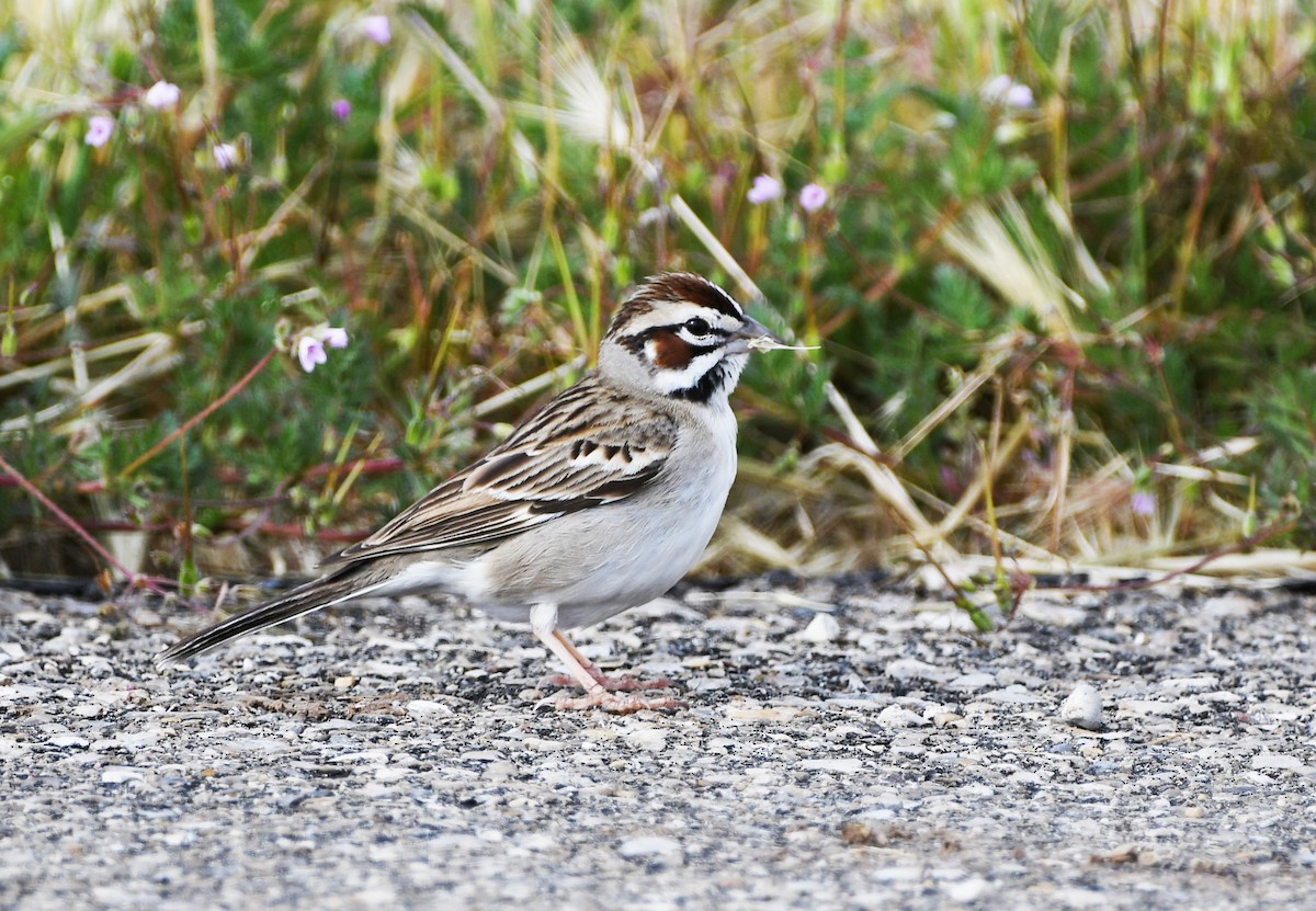 Bruant à joues marron - ML456223421
