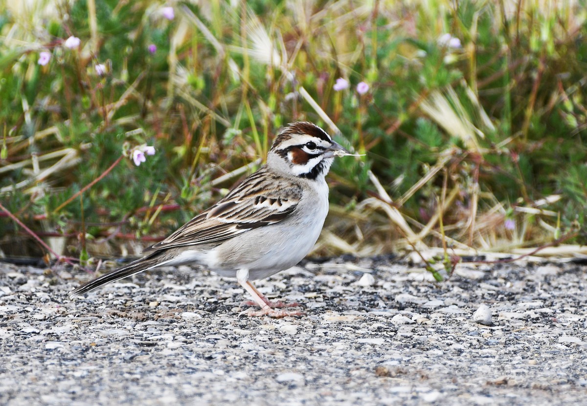 Lark Sparrow - ML456223421