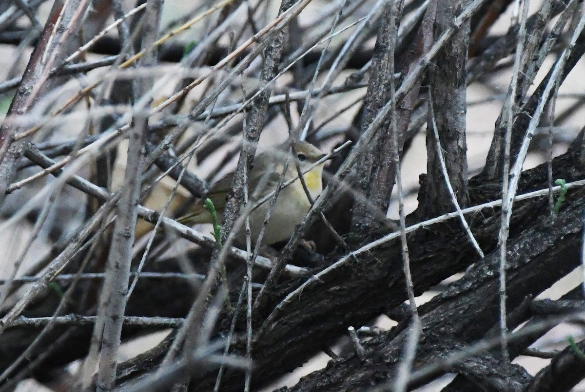 Common Yellowthroat - ML456223471