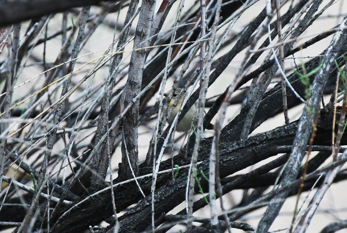 Common Yellowthroat - ML456223481