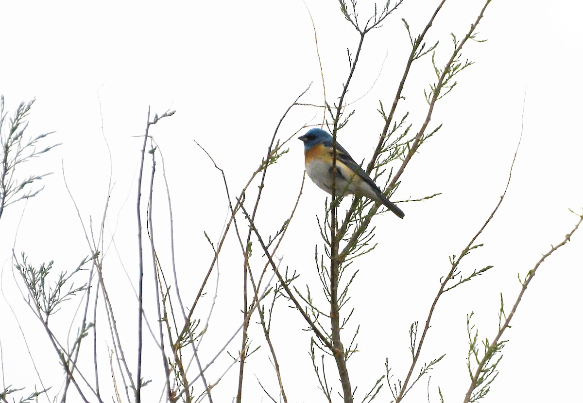 Passerin azuré - ML456223501