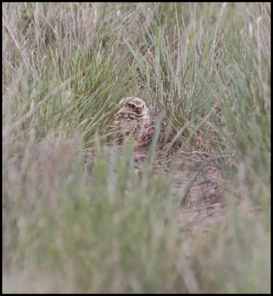 Burrowing Owl - Tom Lawler