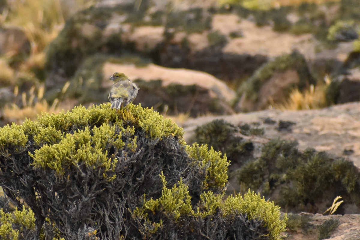 Patagonian Yellow-Finch - Ezequiel Racker