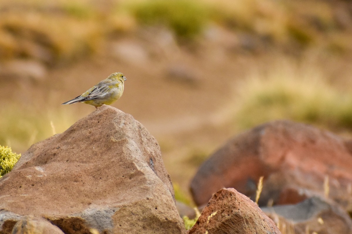 Patagonian Yellow-Finch - Ezequiel Racker