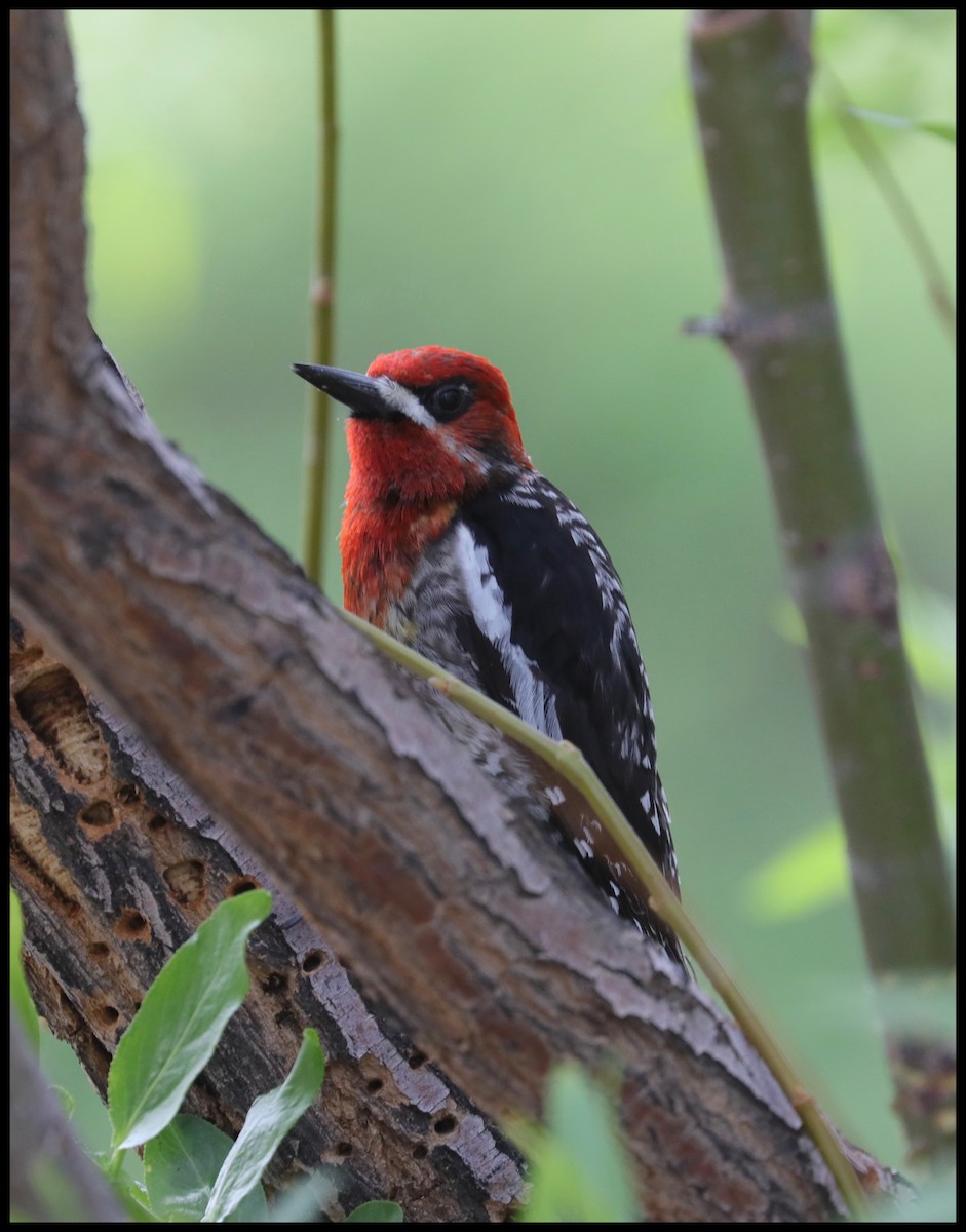 Red-breasted Sapsucker - ML456227221