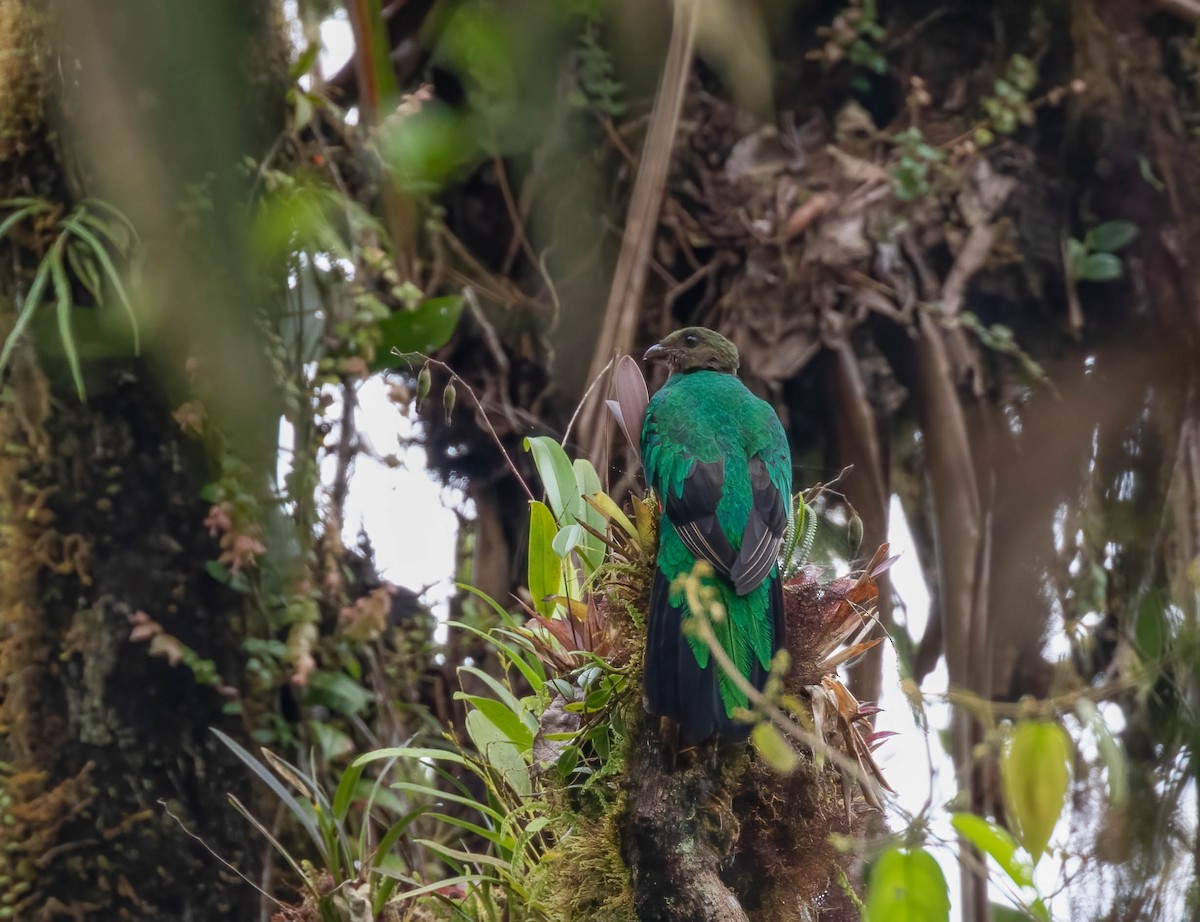 Golden-headed Quetzal - ML456227441