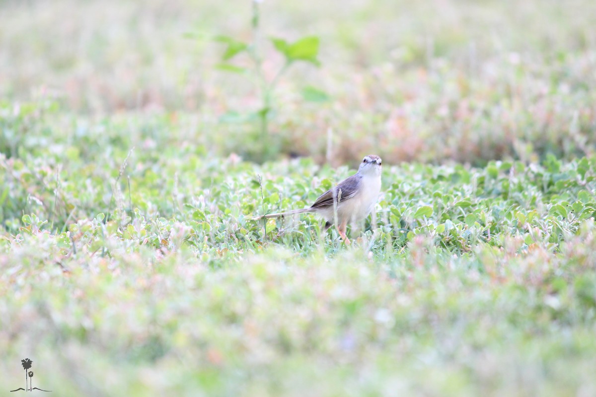 Plain Prinia - ML45622771