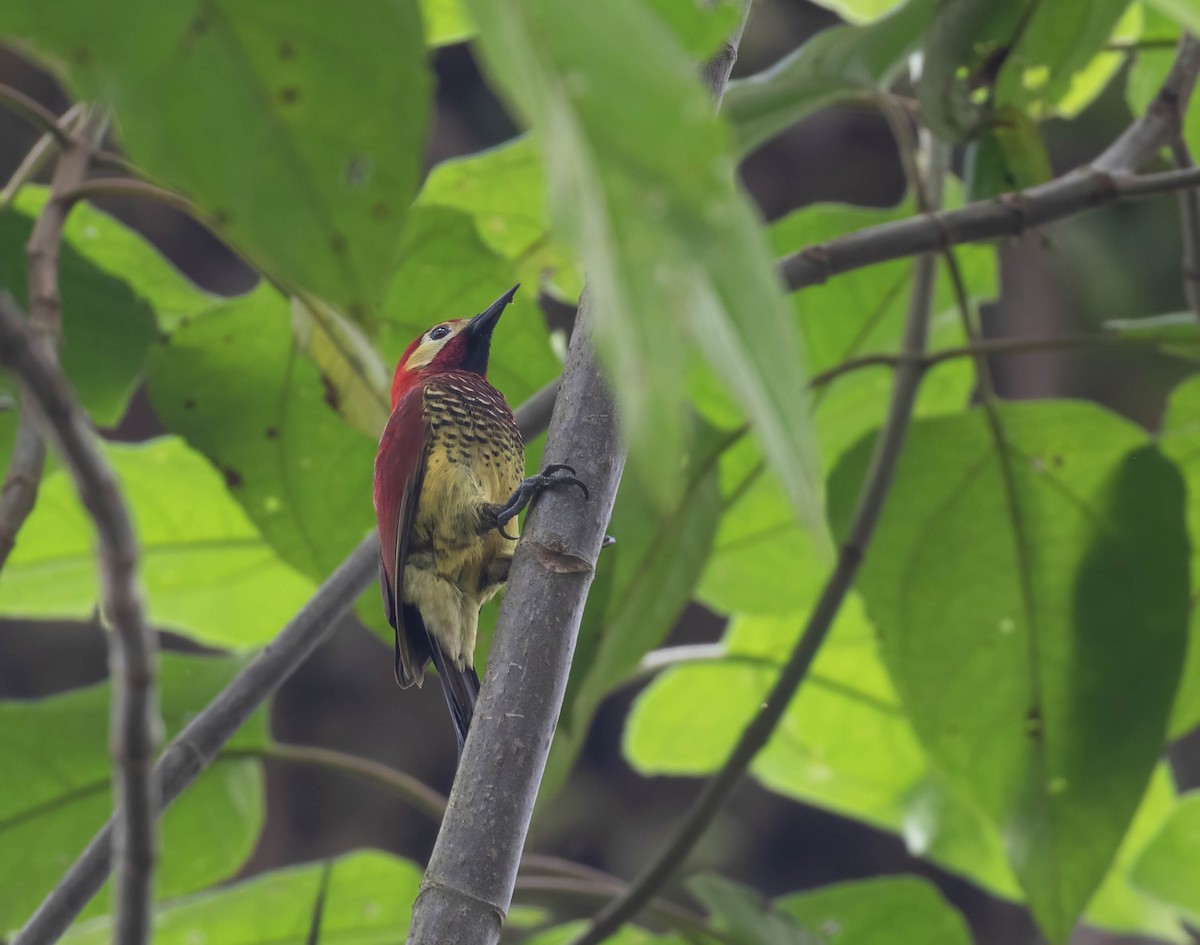 Crimson-mantled Woodpecker (Crimson-mantled) - ML456227741