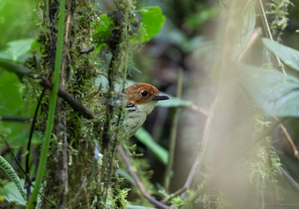 Chestnut-crowned Antpitta - ML456227781