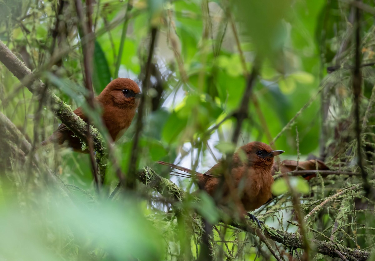 Rufous Spinetail (unirufa) - ML456227931