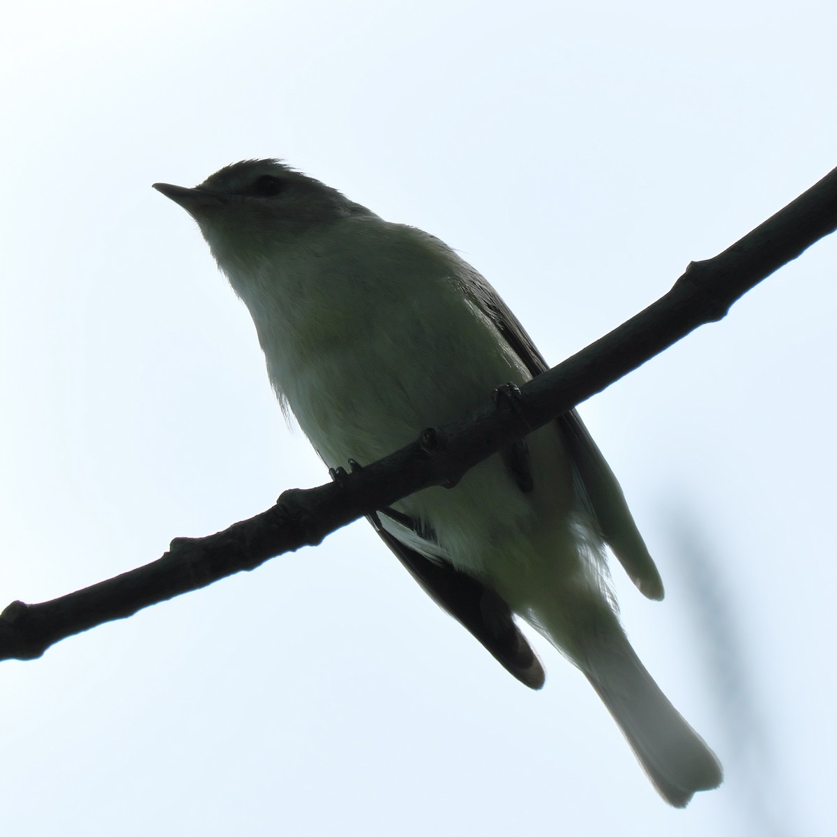 Warbling Vireo - Jesse Morris