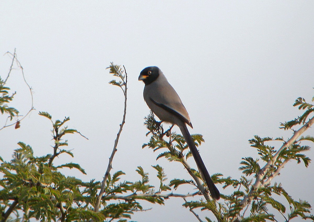 Hooded Treepie - Nigel Voaden