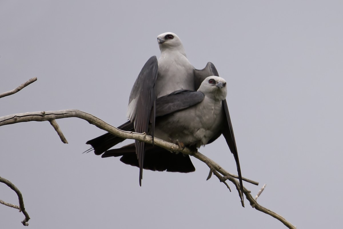 Mississippi Kite - ML456228881
