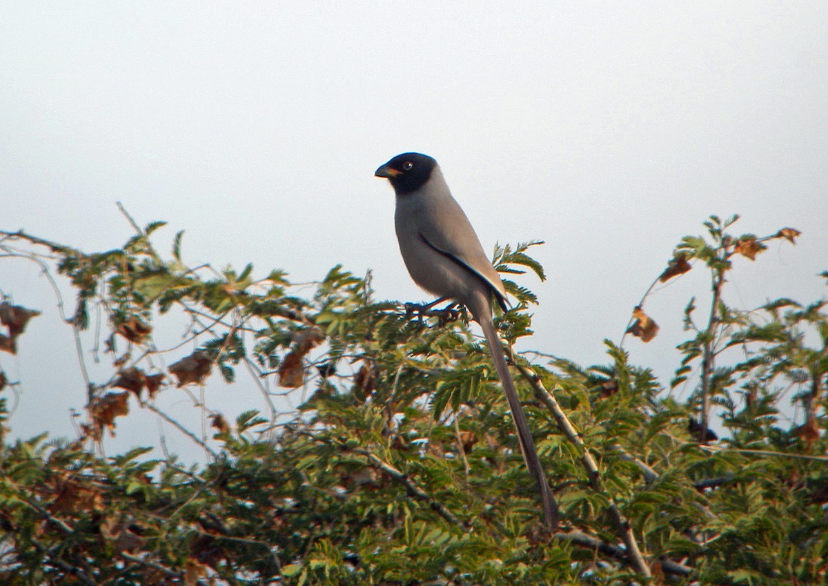 Hooded Treepie - ML45622901