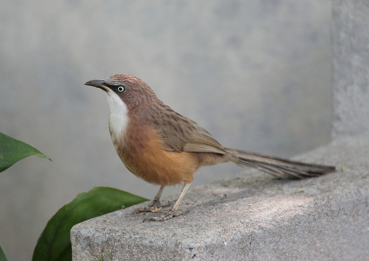 White-throated Babbler - Nigel Voaden