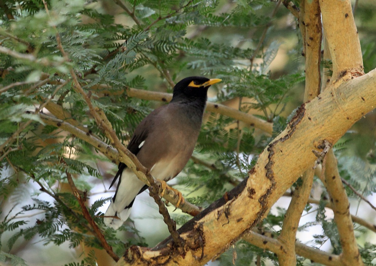 Common Myna - ML45623041