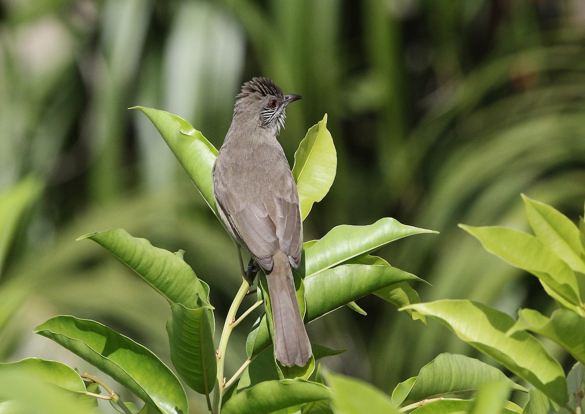 Bulbul de Blanford - ML45623061