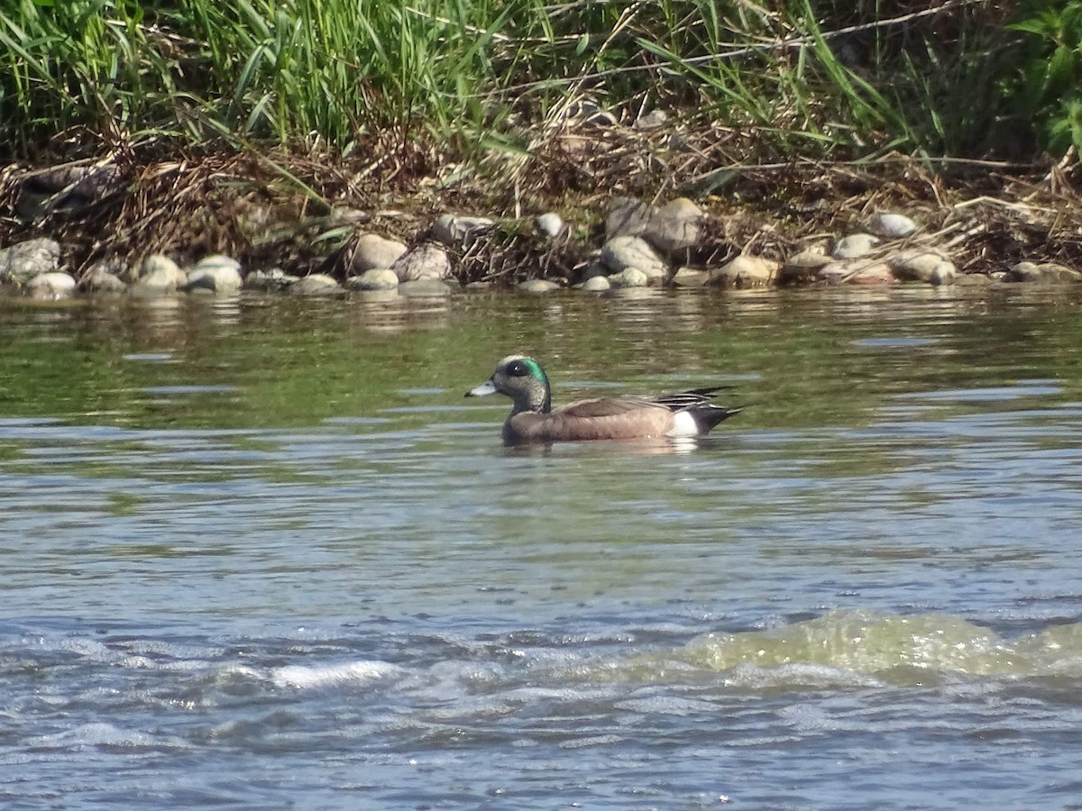 American Wigeon - ML456230701