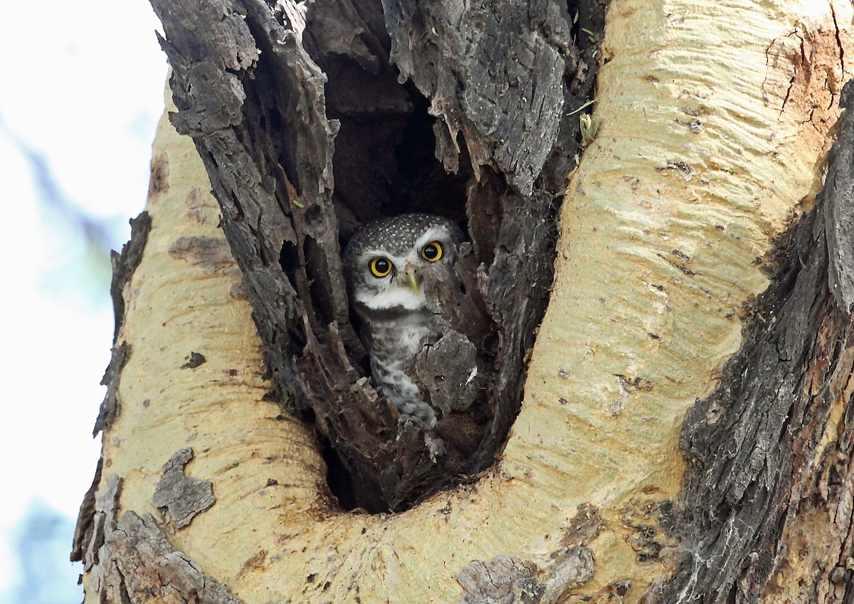 Spotted Owlet - ML45623071
