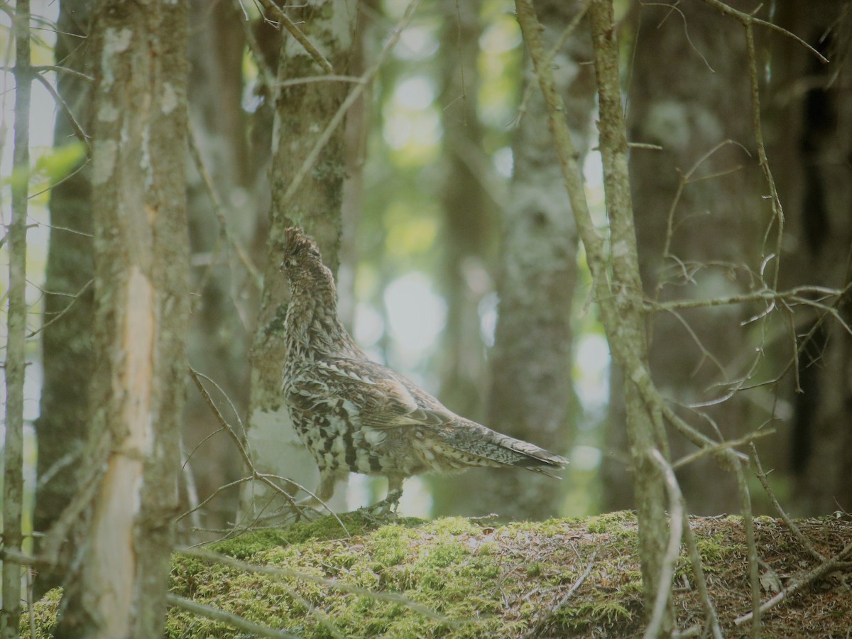 Ruffed Grouse - ML456233141