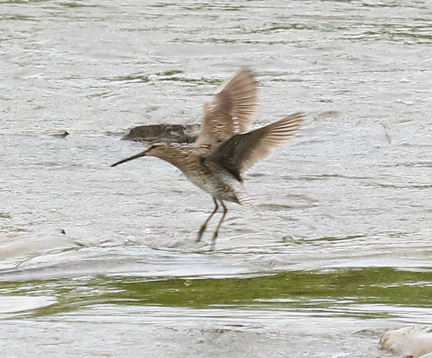 Short-billed Dowitcher - Kernan Bell