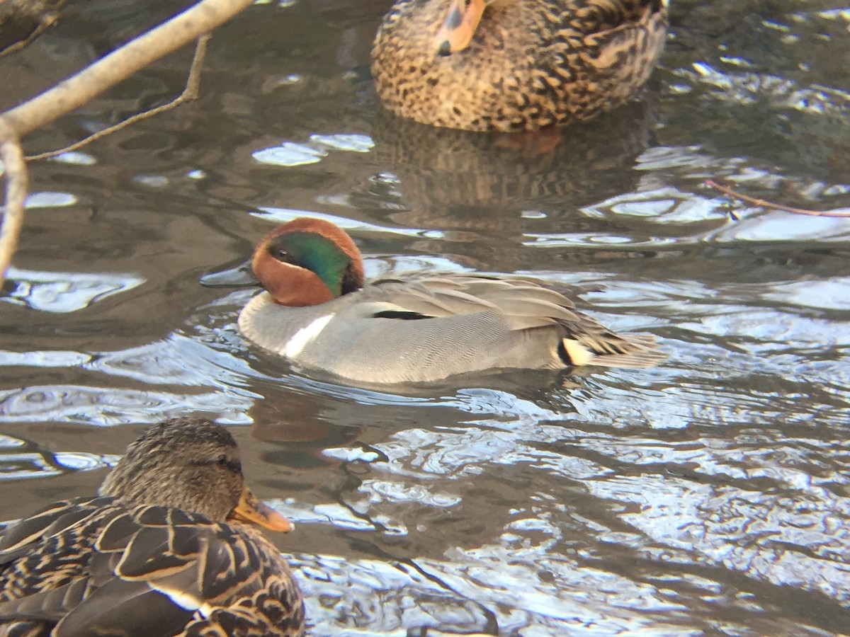 Green-winged Teal - ML45623541