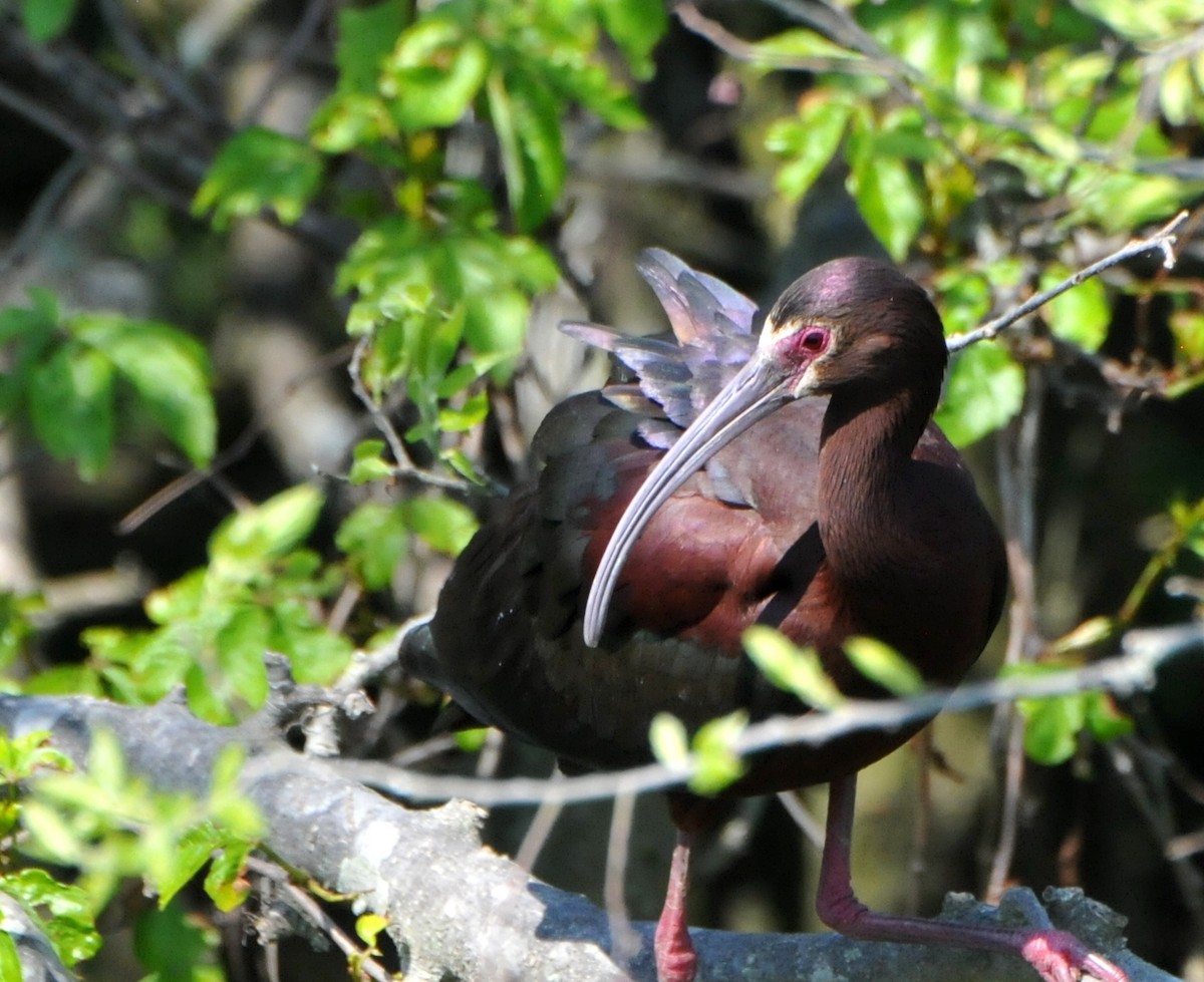 ibis hnědý/americký - ML456236231