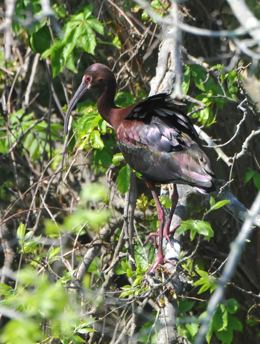 Glossy/White-faced Ibis - ML456236241