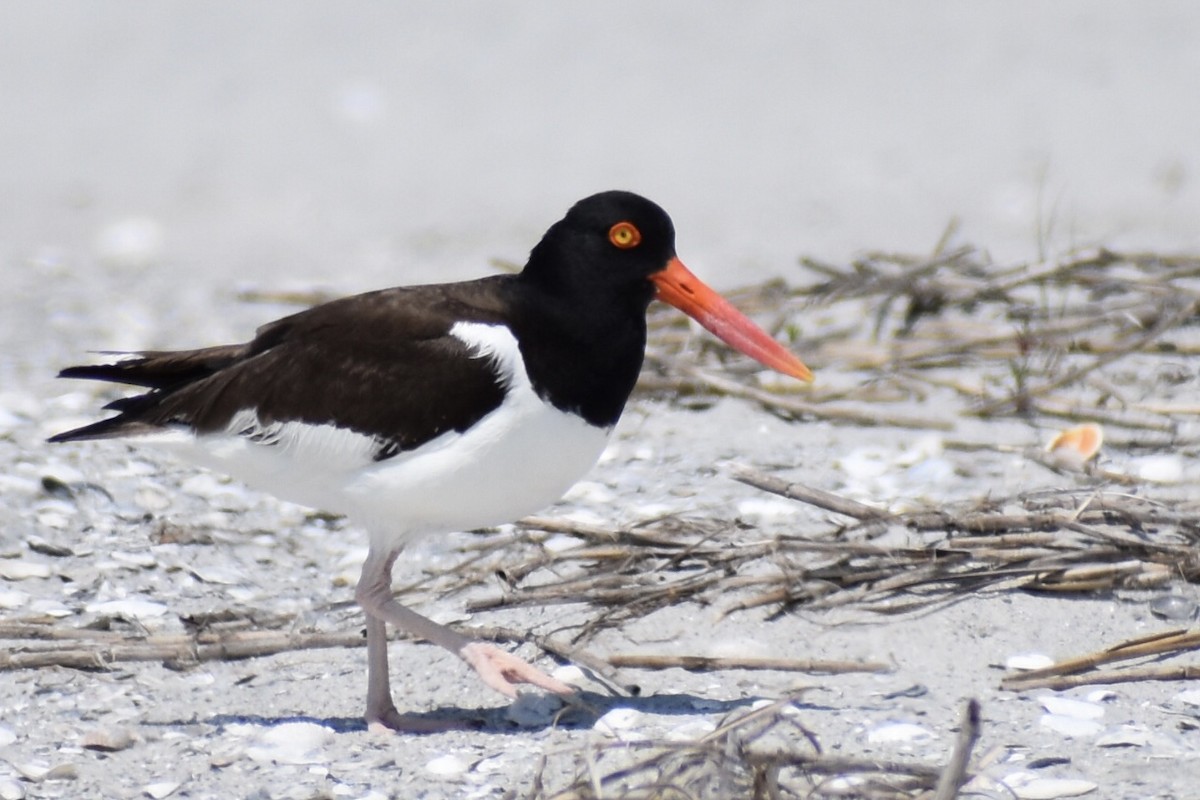 American Oystercatcher - ML456237481