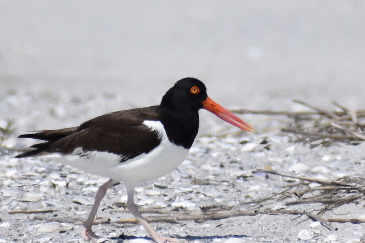 American Oystercatcher - ML456237491