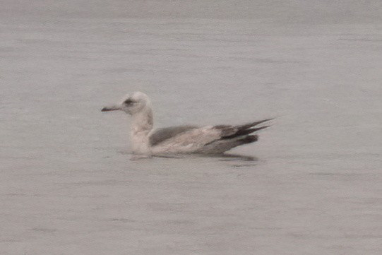 Common Gull - Jonathan Nikkila