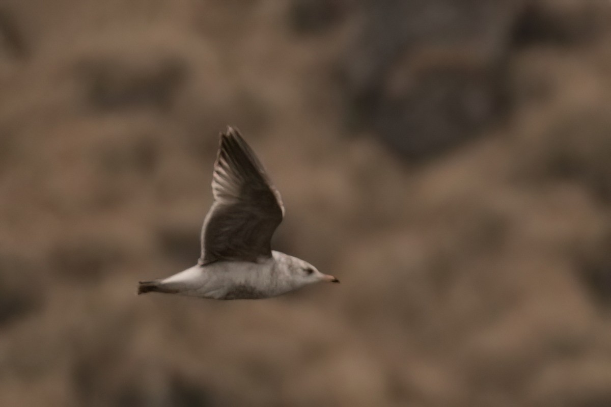 Common Gull - Jonathan Nikkila