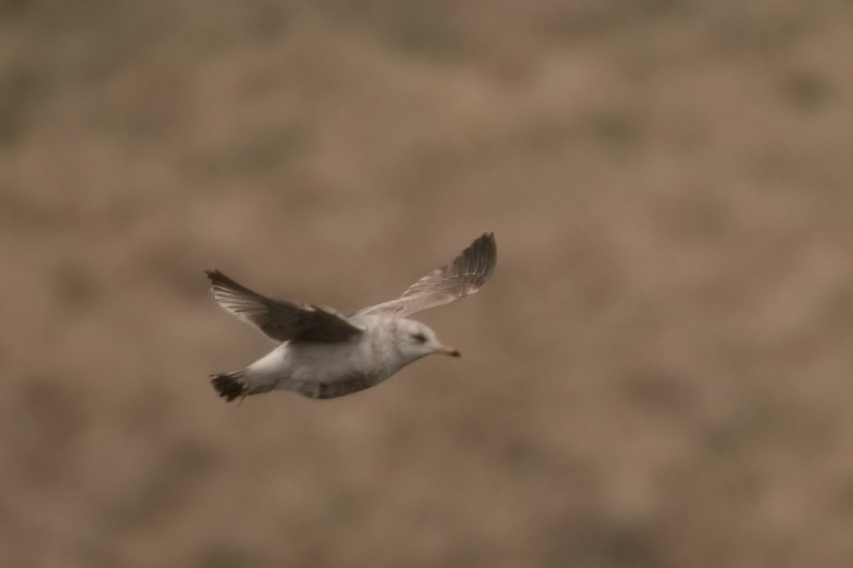 Common Gull - Jonathan Nikkila