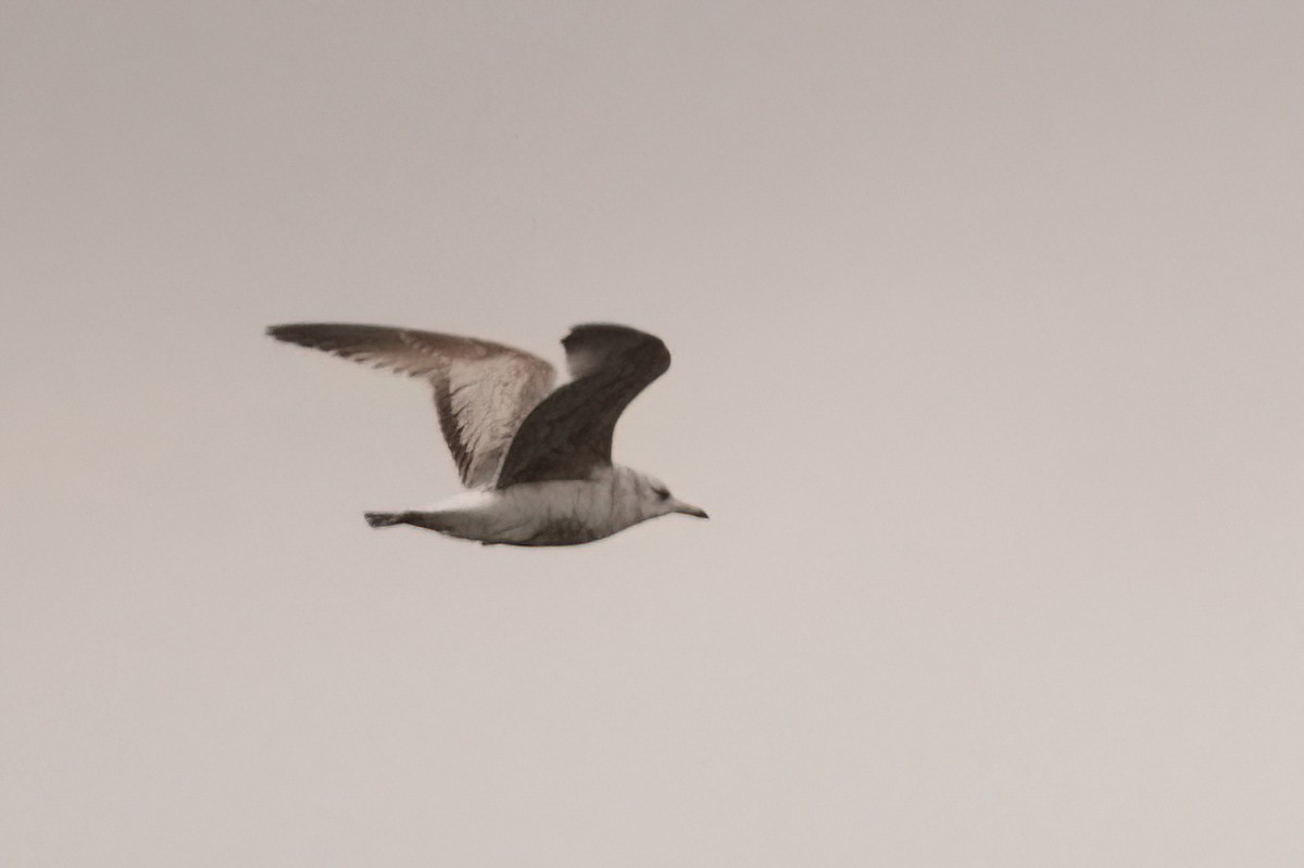 Common Gull - Jonathan Nikkila